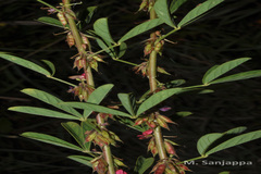 Indigofera trifoliata